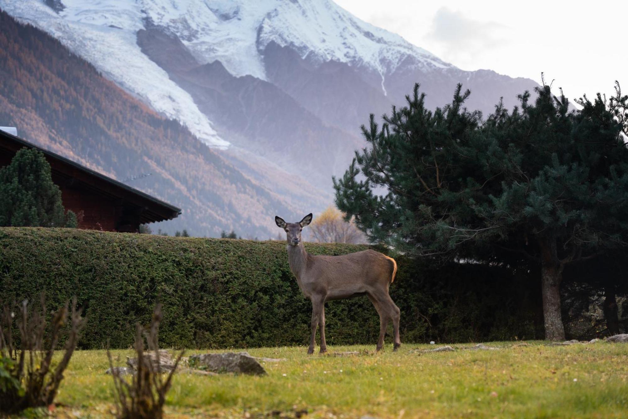 La Pagode, Vue Mont-blanc Et Jardin Prive Appartamento *
